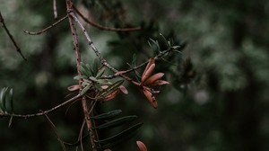 branch, plant, blur, green