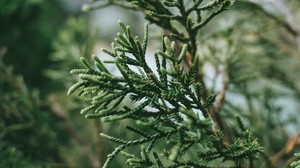 branch, plant, green