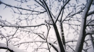 branch, snow, winter