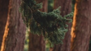 branch, pine, trees, forest, conifer - wallpapers, picture