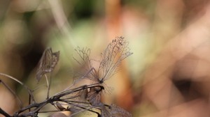 branch, dry, autumn, leaves - wallpapers, picture