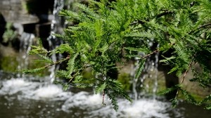 branch, green, water - wallpapers, picture