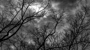 branches, black and white (bw), trees, sky, gloomy, clouds - wallpapers, picture