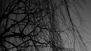 rami, bianco e nero, albero, scuro