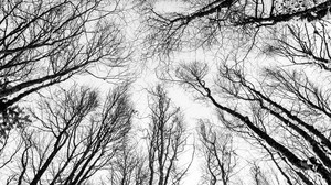 branches, trees, black and white (bw), bottom view, autumn