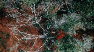 branches, trees, top view, autumn - wallpapers, picture