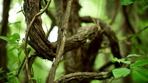 twigs, tree, twisty, chains, old - wallpapers, picture