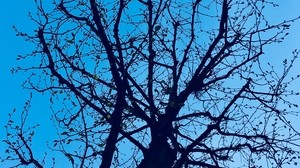 branches, tree, sky, spring