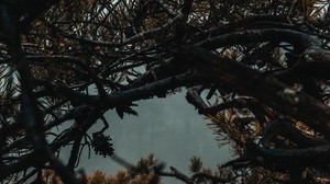 branches, tree, fog, needles