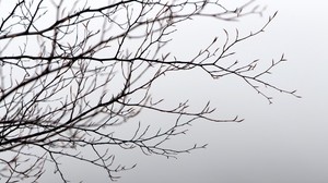 branches, tree, fog, gray, gloomy