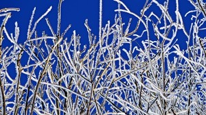 grenar, rimfrost, vinter, frys, kyla, frost