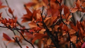 branches, leaves, plant, bush - wallpapers, picture