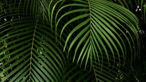 branches, leaves, carved, green, plant, tropical - wallpapers, picture