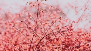 branches, leaves, bright, spring, sky - wallpapers, picture