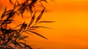 branches, leaves, sunset, twilight - wallpapers, picture