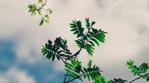 branches, leaves, green, plant, sky