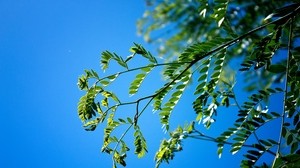 branches, leaves, macro, sky