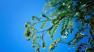 grenar, blad, makro, himmel