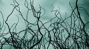 branches, sky, clouds, outlines