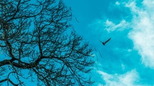 branches, sky, bird, tree - wallpapers, picture