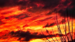 branches, the sky, sunset, clouds