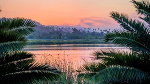 branches, the lake, sunset, grass, Santa Barbara, usa