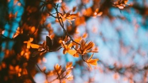 branches, blur, autumn, leaves - wallpapers, picture