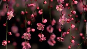 branches, pink, flowers, red - wallpapers, picture
