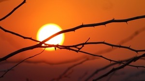 branches, the sun, dawn, morning, bright - wallpapers, picture