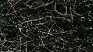 branches, plexus, leaves, plant - wallpapers, picture