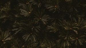 branches, dark, needles, tree - wallpapers, picture