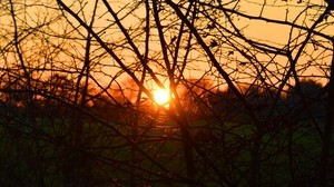 branches, evening, sunset, the sun, bushes - wallpapers, picture