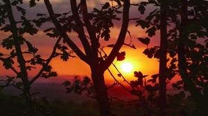 branches, sunset, tree, blur