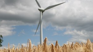 wind farm, turbine, field, wheat, spikelets