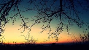 ramas, puesta de sol, tarde, naranja