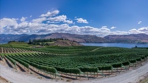 vineyard, field, lake