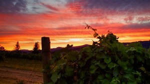 vineyard, sunset, grass