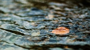 water, leaf, ripples, excitement - wallpapers, picture
