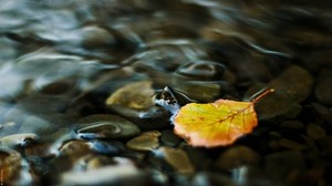 water, leaf, yellow, pebbles, transparent, stream - wallpapers, picture