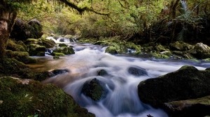 water, stream, river, stones, forest, moss, vegetation
