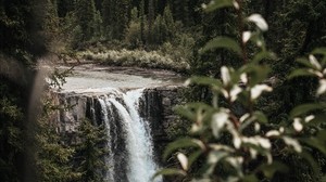 Cascada, árboles, ramas, curso, acantilado