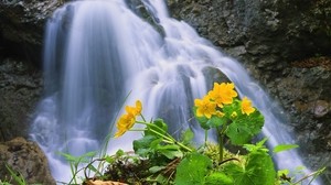 cascada, rocas, flor