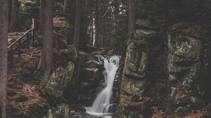 vattenfall, bäck, skog, träd, stenar