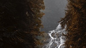 waterfall, flow, fog, branches, trees