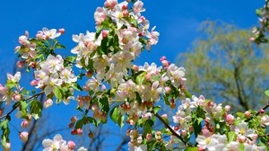 Apfelbaum, Zweige, Blüte, Frühling