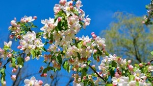 melo, rami, fioritura, primavera