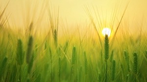 大麦、畑、太陽