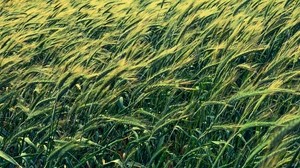 barley, cereals, field