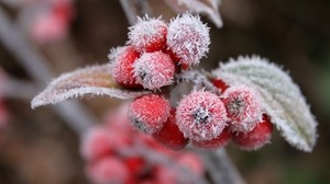 berries, frost, hoarfrost, leaves