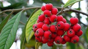 berries, branch, bunches, red - wallpapers, picture